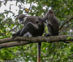 Cercopithecus ascanius schmidti