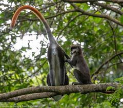 Cercopithecus ascanius schmidti