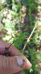Psacalium cirsiifolium
