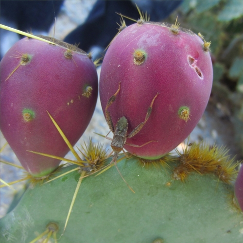 Texas Plains Pricklypear (Opuntia alta)