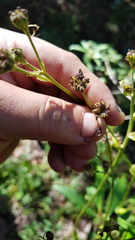 Psacalium cirsiifolium