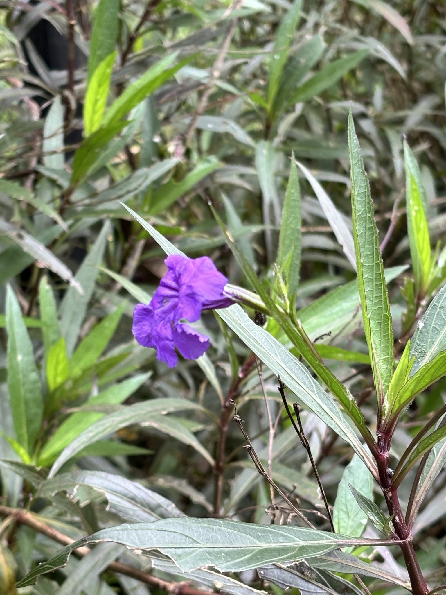 Ruellia simplex