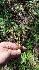 Psacalium cirsiifolium