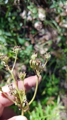 Psacalium cirsiifolium