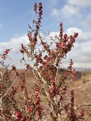 Salsola arbuscula