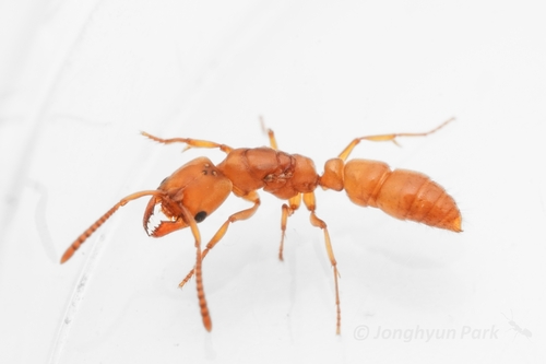 达尔文微猛蚁Parvaponera darwinii