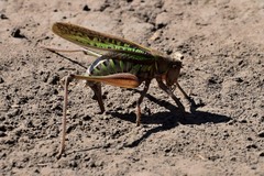 Gampsocleis sedakovii