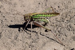 Gampsocleis sedakovii