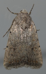 Caradrina meralis