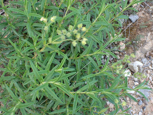 Avistamiento Estepa negra (Cistus monspeliensis)