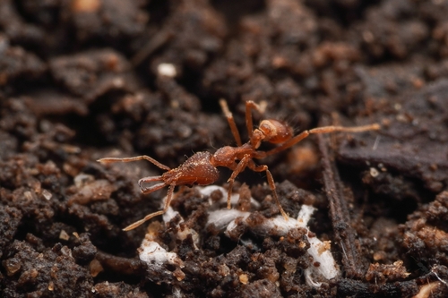 Strumigenys stenorhinaStrumigenys stenorhina