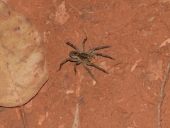 Lycosa erythrognatha