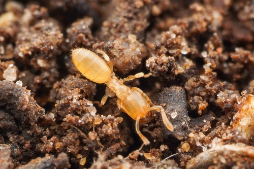 八重山尖尾蚁Acropyga yaeyamensis