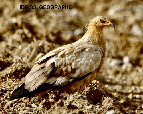 Egyptian Vulture