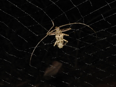 Macropophora accentifer