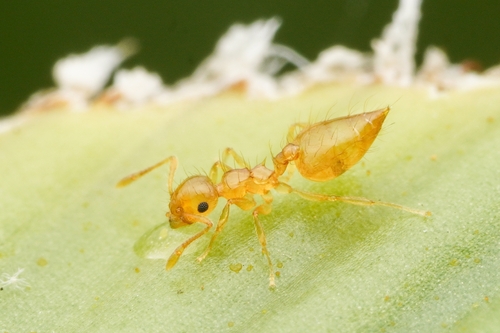 Crematogaster suehiroCrematogaster suehiro