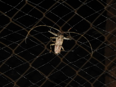 Macropophora accentifer