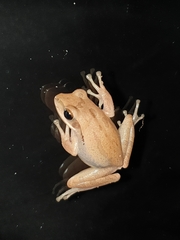 Polypedates maculatus