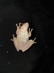 Polypedates maculatus