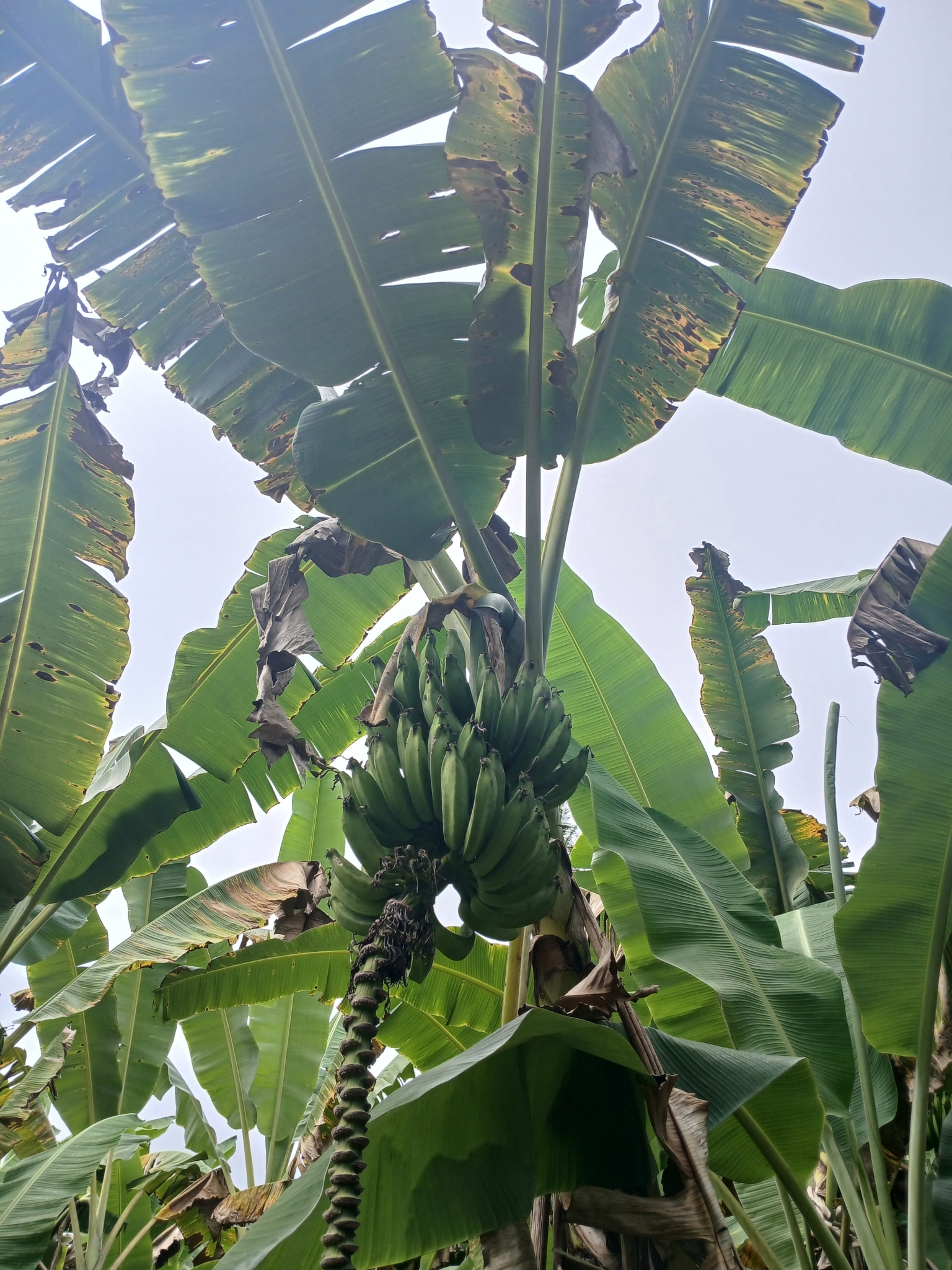 Musa paradisiaca