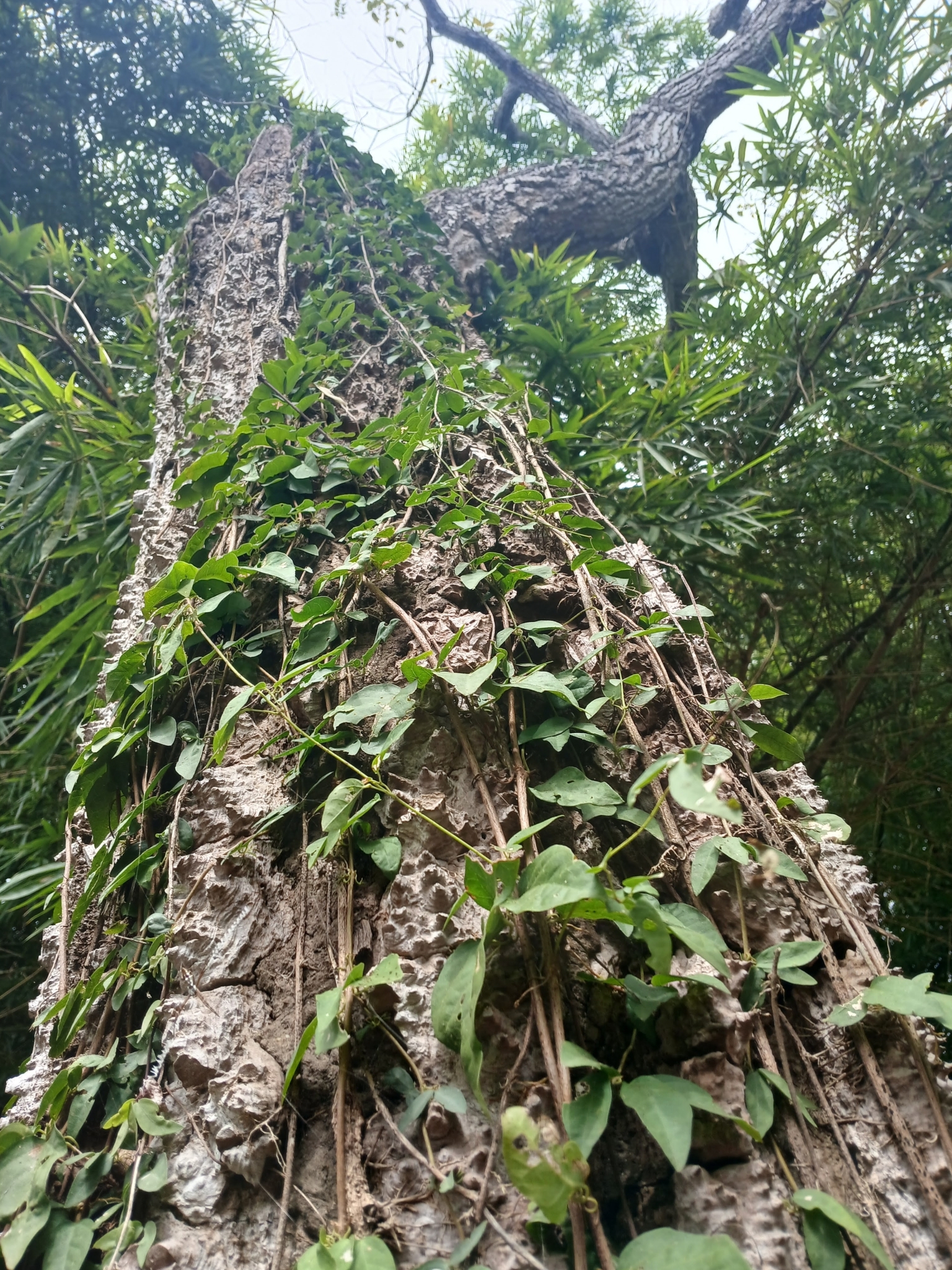 Dolichandra quadrivalvis