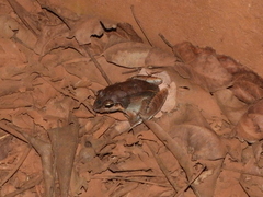 Leptodactylus mystaceus