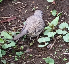 Columbina inca