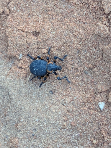 Yellow Lily Weevil