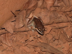 Leptodactylus mystaceus