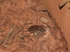 Leptodactylus mystaceus