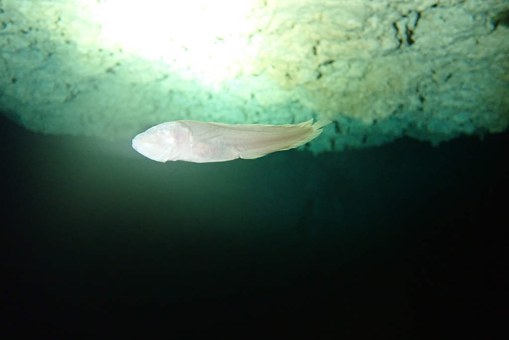 Blind cave brotula (Typhliasina pearsei) — Bythitidae