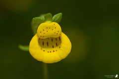 Calceolaria tenella