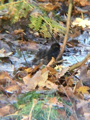 Turdus merula