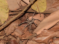 Lycosa erythrognatha