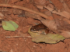 Leptodactylus mystaceus