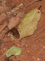 Leptodactylus mystaceus