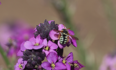 Anthidium chilense