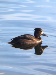 Aythya fuligula