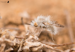 Hallidia plumipilosa