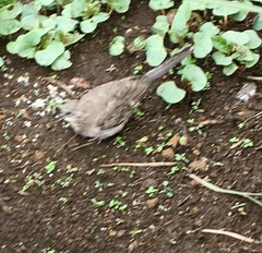 Columbina inca