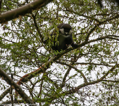 Cercopithecus ascanius schmidti