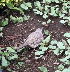 Columbina inca