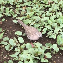 Columbina inca