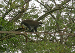 Cercopithecus ascanius schmidti