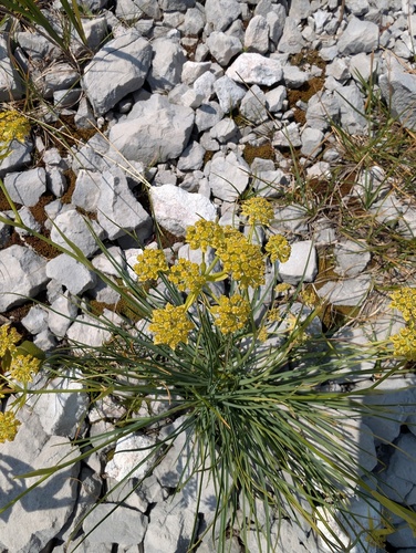 Rock Hare's-ear (Bupleurum petraeum)