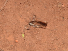 Blattodea