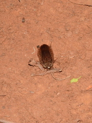 Blattodea
