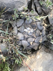 Ariocarpus retusus retusus
