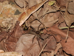 Lycosa erythrognatha