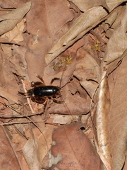Apotetamenus clipeatus